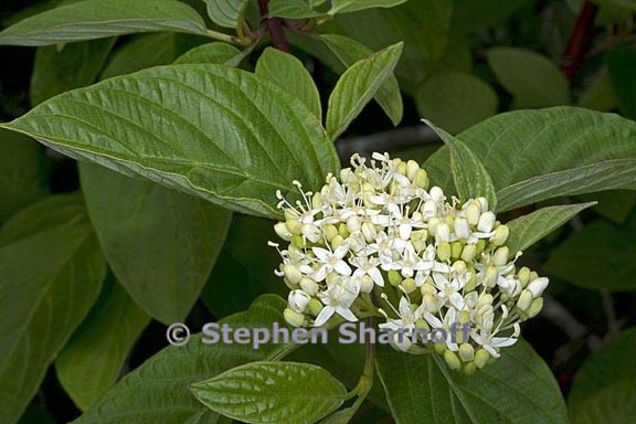 cornus sericea ssp sericea 1 graphic